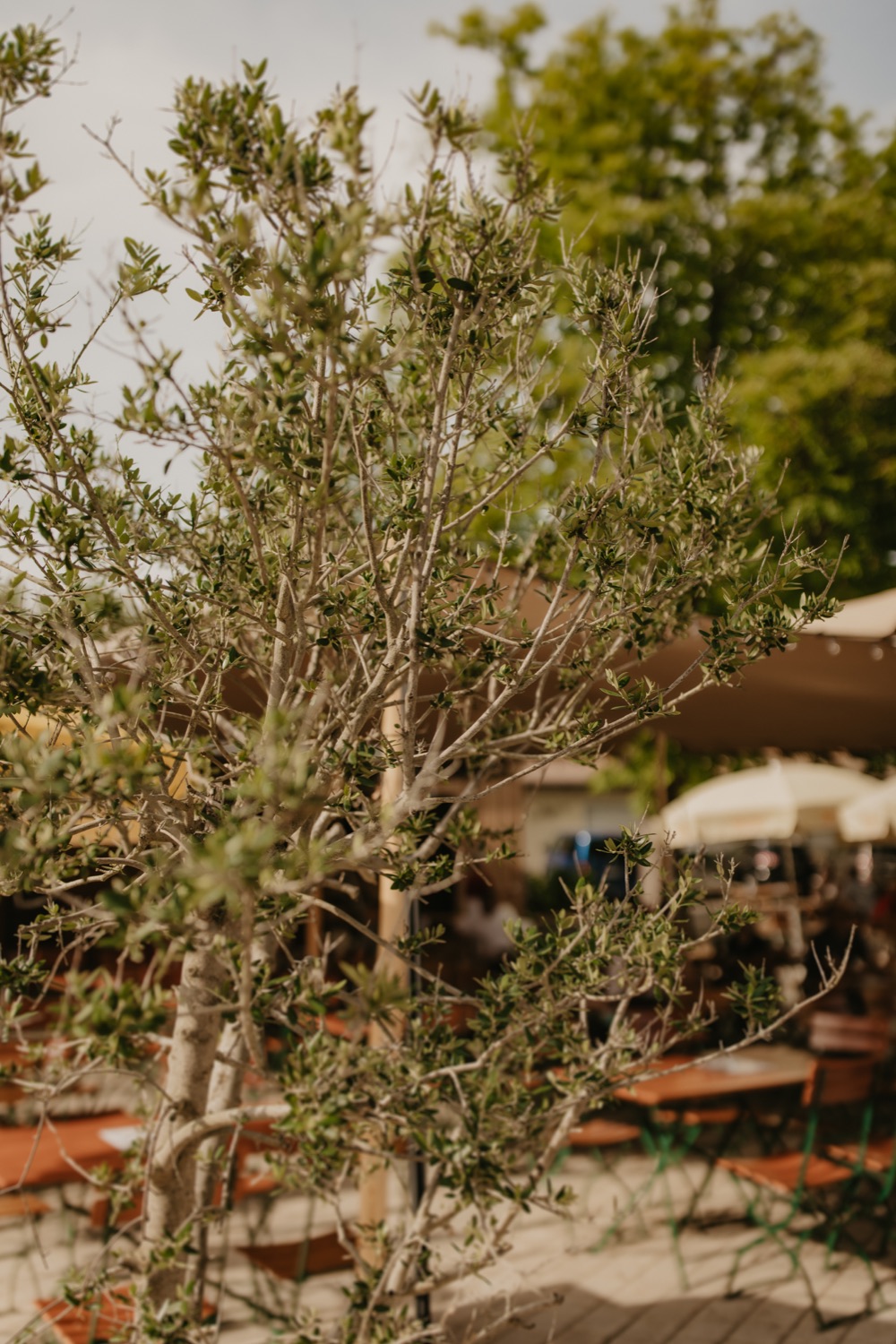 Olivenbaum zwischen den Sitzplätzen im Biergarten